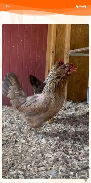 Ahoo Khanom - Image screenshot of android app