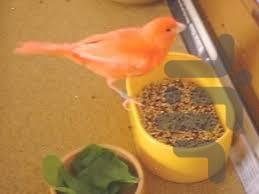 تکثیر و پرورش قناری - عکس برنامه موبایلی اندروید