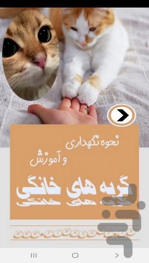 نحوه نگهداری و آموزش گربه های خانگی - Image screenshot of android app