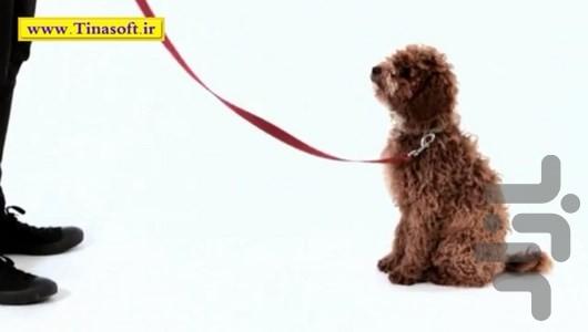 آموزش نگهداری و تربیت سگ های خانگی - عکس برنامه موبایلی اندروید