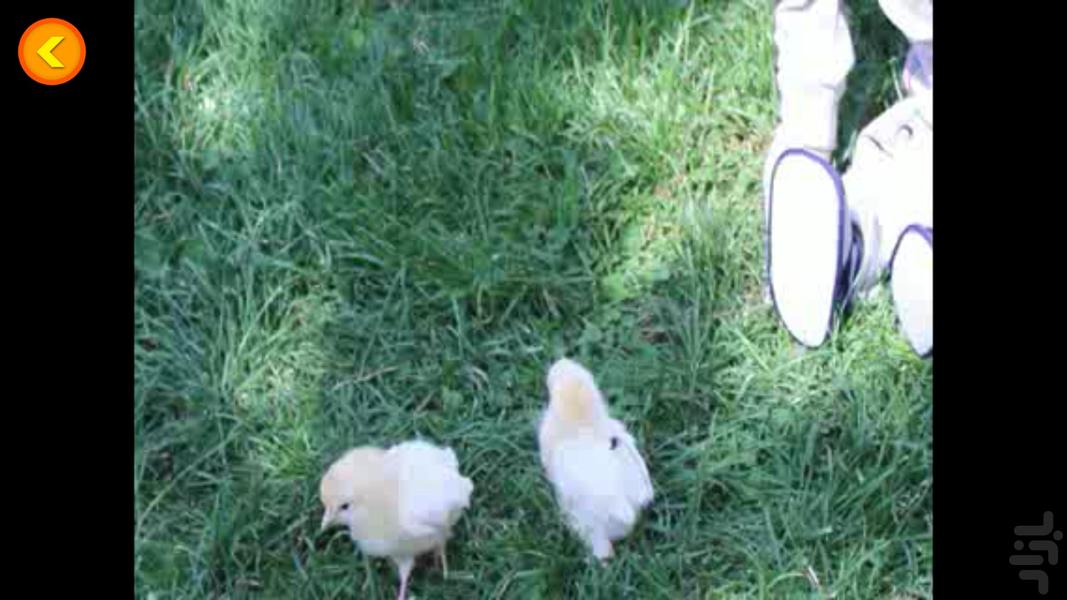 Music video fandogh - Chicken - Image screenshot of android app