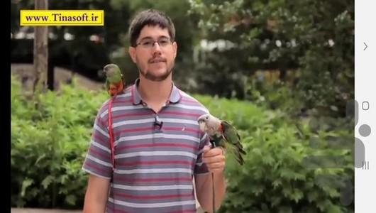 نحوه تربیت و آموزش طوطی در خانه - عکس برنامه موبایلی اندروید