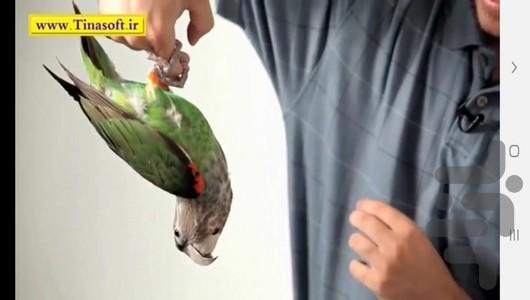 نحوه تربیت و آموزش طوطی در خانه - عکس برنامه موبایلی اندروید