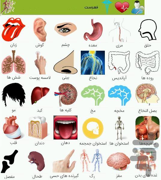 Knowledge of the human body - Image screenshot of android app