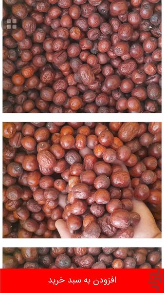 Barberry and jujube of South Khoras - Image screenshot of android app
