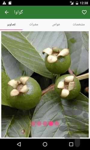 Herbal Medicine (Complete Ref) - Image screenshot of android app