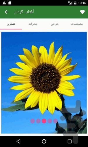 Herbal Medicine (Complete Ref) - Image screenshot of android app