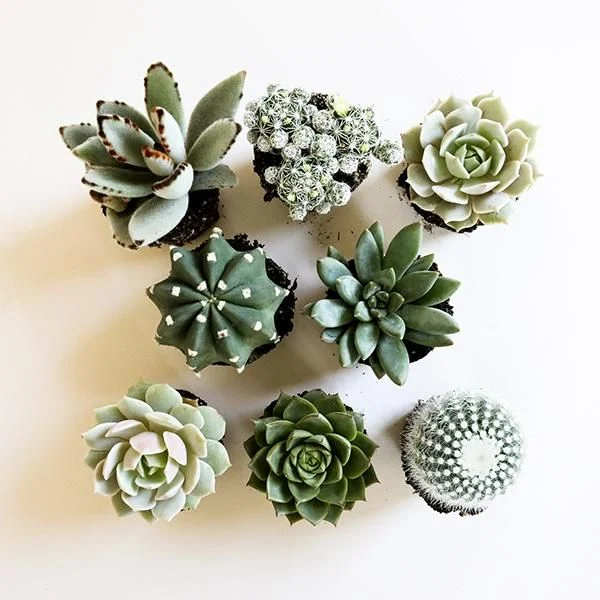 Creative Succulents Ideas - Image screenshot of android app