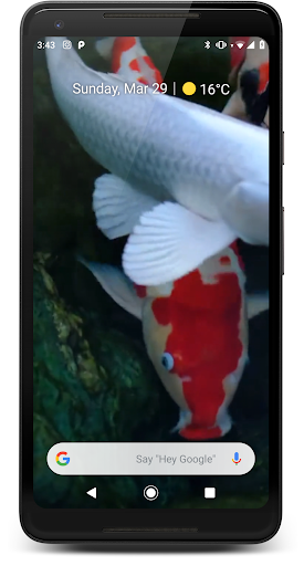 Japanese Koi Fish Wallpaper - Image screenshot of android app