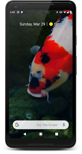 Japanese Koi Fish Wallpaper - Image screenshot of android app