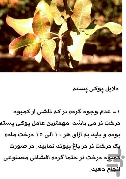 صفر تا صد پسته - عکس برنامه موبایلی اندروید