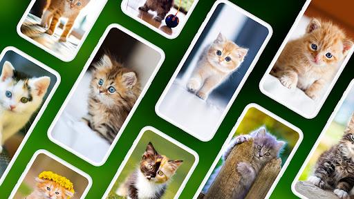 Kitten Wallpapers 4K - Image screenshot of android app