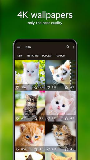 Kitten Wallpapers 4K - Image screenshot of android app