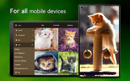 Kitten Wallpapers ۴K - عکس برنامه موبایلی اندروید