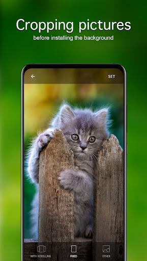 Kitten Wallpapers ۴K - عکس برنامه موبایلی اندروید