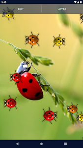 Lady Bug Wallpapers - Latest version for Android - Download APK