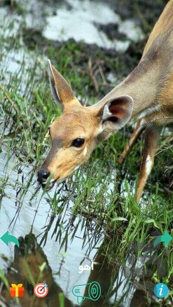 صدای حیوانات (ویژه کودکان) - عکس بازی موبایلی اندروید