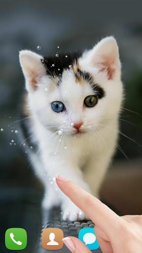 Cute cat Live wallpaper - عکس برنامه موبایلی اندروید