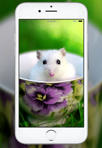 Cute Hamster Wallpaper - Image screenshot of android app