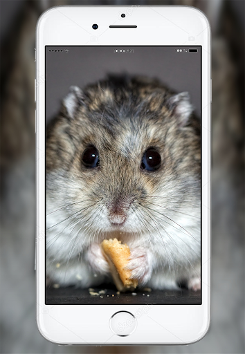 Cute Hamster Wallpaper - Image screenshot of android app