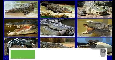 alligator - عکس بازی موبایلی اندروید