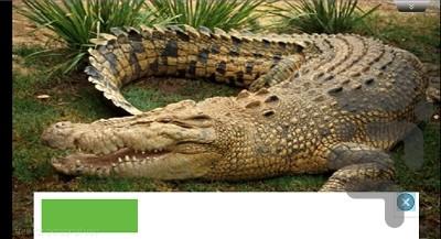 alligator - عکس بازی موبایلی اندروید