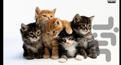 گربه های ملوس - عکس بازی موبایلی اندروید