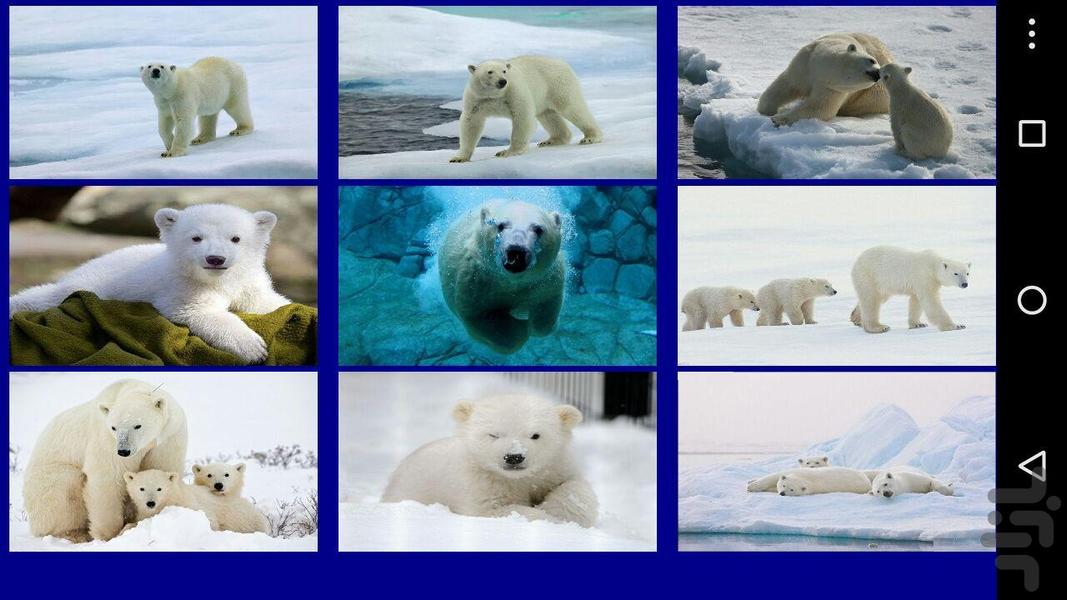 خرس قطبی - عکس بازی موبایلی اندروید