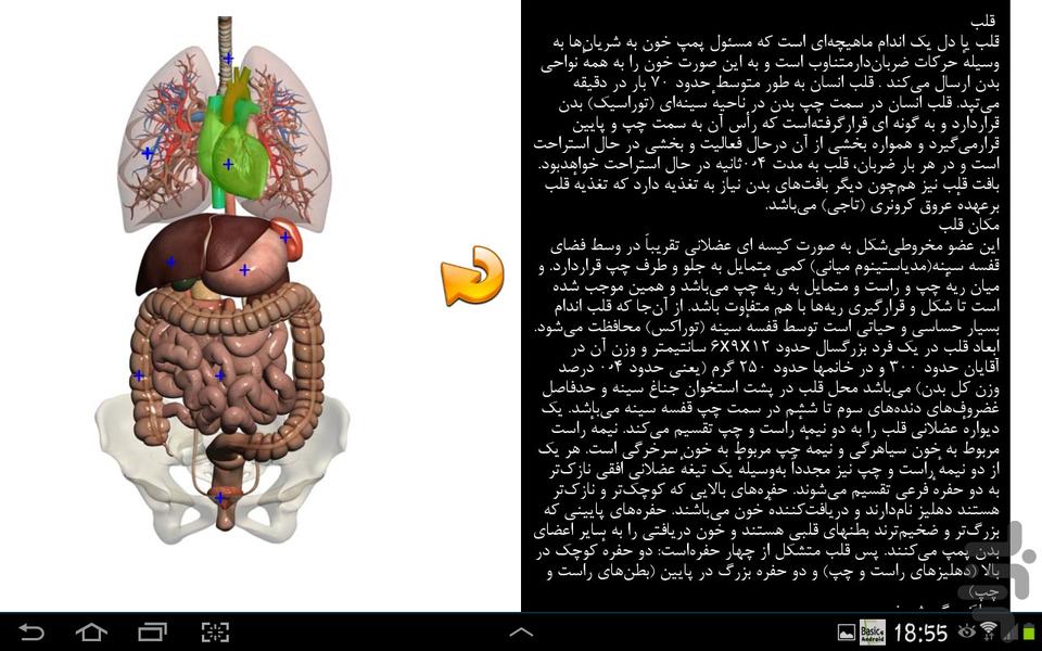آناتومی بدن انسان - دمو - عکس برنامه موبایلی اندروید