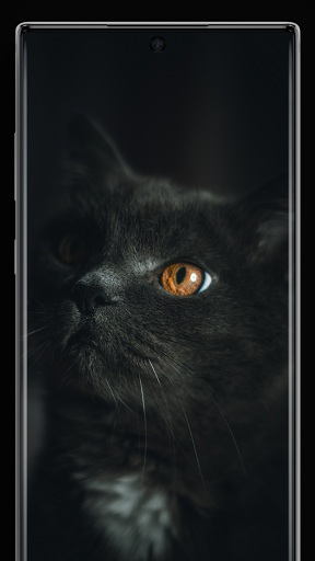 Black Cat Wallpapers - Image screenshot of android app