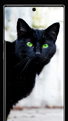 Black Cat Wallpapers - Image screenshot of android app