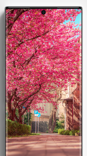 Cherry Blossom Wallpapers - عکس برنامه موبایلی اندروید