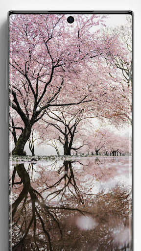 Cherry Blossom Wallpapers - Image screenshot of android app