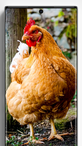 Chicken Wallpapers - عکس برنامه موبایلی اندروید