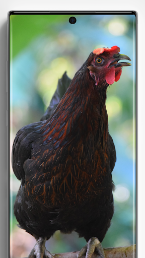 Chicken Wallpapers - عکس برنامه موبایلی اندروید