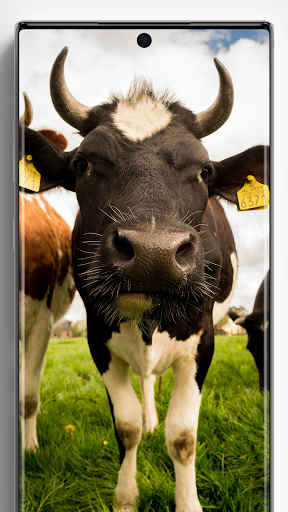 Cow Wallpapers - Image screenshot of android app