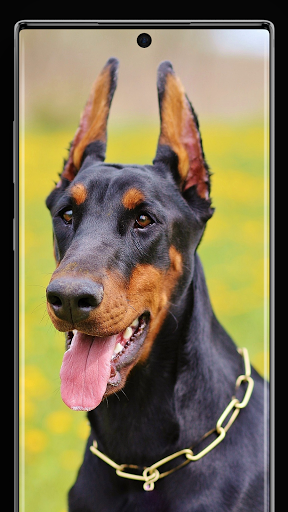 Doberman Pinscher Wallpapers - عکس برنامه موبایلی اندروید