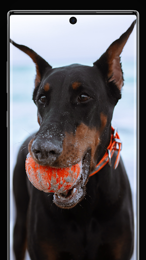 Doberman Pinscher Wallpapers - عکس برنامه موبایلی اندروید