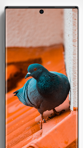 Pigeon Wallpapers - عکس برنامه موبایلی اندروید