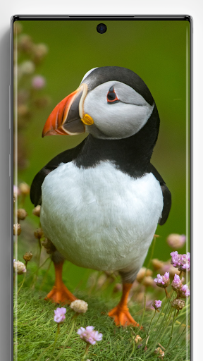 Puffin Wallpapers - Image screenshot of android app