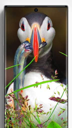 Puffin Wallpapers - Image screenshot of android app