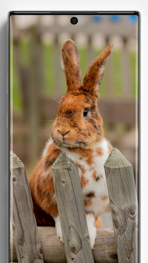 Rabbit Wallpapers - Image screenshot of android app