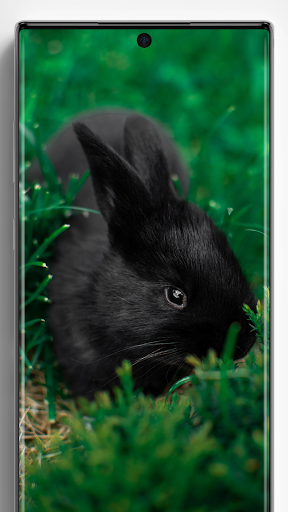 Rabbit Wallpapers - Image screenshot of android app