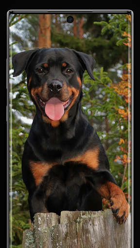 Rottweiler Wallpapers - Image screenshot of android app