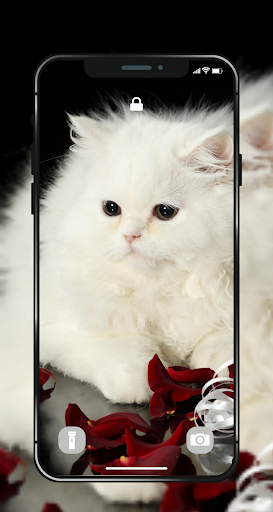 🐱 Cat Wallpapers - Cute 4K | HD Cat Pictures ❤ - Image screenshot of android app