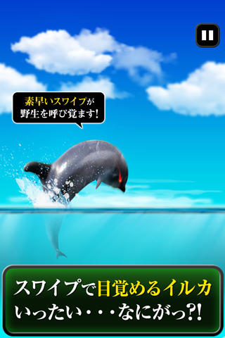 Can Dolphin Stand? - Image screenshot of android app