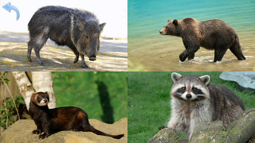 Animals for Kids - عکس بازی موبایلی اندروید