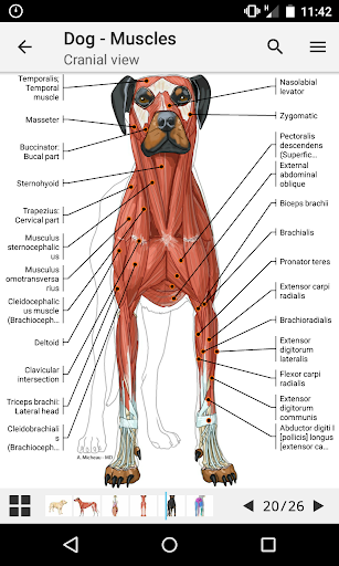 vet-Anatomy - Image screenshot of android app