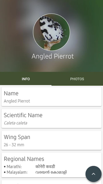 Indian Butterflies - عکس برنامه موبایلی اندروید