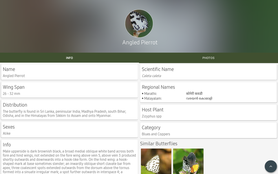 Indian Butterflies - عکس برنامه موبایلی اندروید